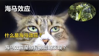 海马效应，什么是海马效应？海马效应是特异功能的表现？【唯物观】