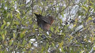 Turdus merula Linnaeus, 1758 (čes. kos černý)