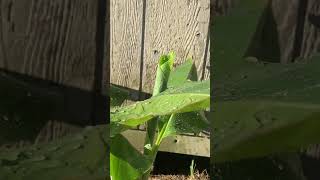 I planted BANANA TREES‼️ 🍌 #growyourownfood #backyardgardening #foodforest #naturelovers