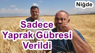 Çavdar Yetiştiriciliği - Çavdar Gübreleme - Gübresiz Çavdar - Arpa - Buğday Ekilir mi ?