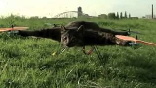 Fly Cat (Orville)