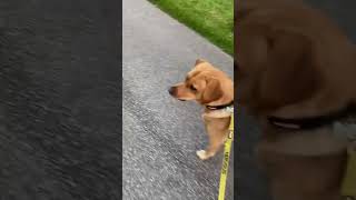 Clemmy and the robot lawnmower #labrador #dog #doglover #robot #funny