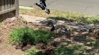 Thirsty bird on hot summer day in Melbourne