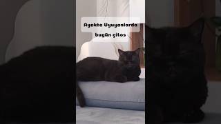 Ayakta uyuyan sinsi kedi uyuyor numarası yapıyor :D