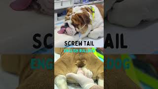 🔥SCREW TAIL PROBLEMS!🔥 #screwtail #intertrigo #englishbulldog #bulldog #veterinar #fyp #shorts