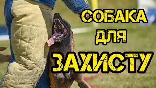 Собака для захисту