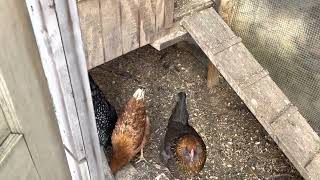 Snowy Winter Time Chicken Coop Tips