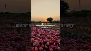 Kanda sheti | कांदा शेती #onion farm