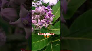 Viral beautiful flowers 🌸🌺🌻🌹😍 #viralvideo #music #flowers