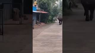 Elephant Visit in Village Coorg #village #villagelife #elephant #animals #attack #viral #shorts