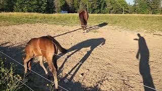 Raven is 5 weeks old AQHA Nite Moves filly