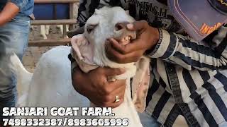 Sojat quality bakre sanjari goat farms mahapoli