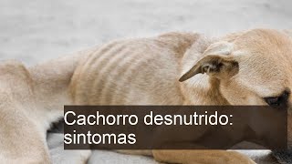 Identifique os Sintomas de um Cachorro Desnutrido e Como Ajudá-lo!