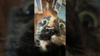 stupid? #cute #hamsters #lizard #catlover #cats #fypシ #thanksforwatching #trendingshorts