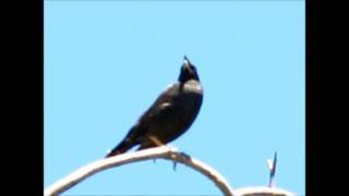 Crested Myna (Acridotheres cristatellus). Zona Norte (BsAs) Dec. 2013