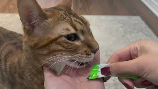 Bengal Cat tries Irresistible Churu Treats!