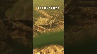 UNDERWATER FOOTAGE OF WOOD TURTLES