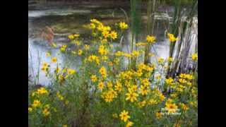 Nature by the water. Meditation music for a short relaxing break.