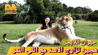 اللايجر ... القط الاقوى و الاضخم في الكوكب | Panthera leo | liger | العربية الوثائقية