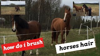 HOW DO I BRUSH MY HORSES HAIR