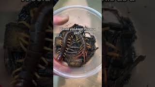 Would you keep this as pet? ☺️ Vietnamese Centipede #exoticpets #insects #centipede