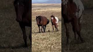 Лошади на прогулке #фермерство #farming #horse