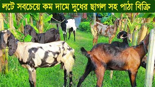 লটে সবচে কম দামে দুধের ছাগল সহ পাঠা বিক্রি goat farm