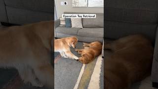 My puppy’s daily mission to steal her sister’s toys