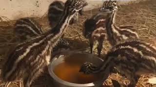 Emu chicks for sale 1month old availble All india transport // EMU CHICKS FOR SALE 1MONTH 8103145060