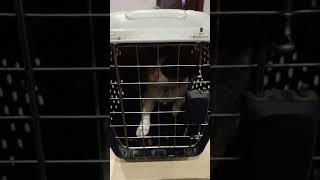 Pet Cat act like a Zombi 😱😱 Watch Till End #viral