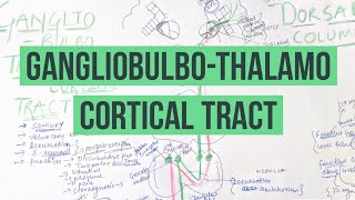 GANGLIOBULBO-THALAMO CORTICAL TRACT|ASCENDING TRACT| DORSAL COLUMNS