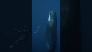 MAGICAL! Swimming with whales