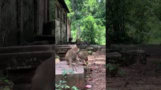 Funny group of Monkey Specail Clips  #shortvideos #Funnyvidoes #shortvideoformonkey 94