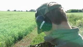 Pigeon shooting over Essex peas