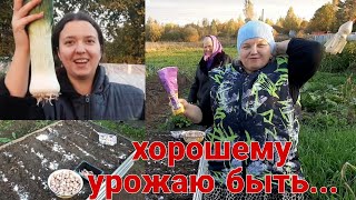 Огород без хлопот!!! Сажаем чеснок, как заправили грядки...