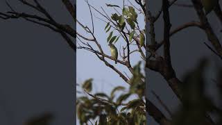 Coppersmith Barbet #birds #birdsvideo #birdlife #morningvibes