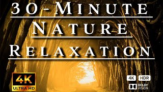 30-Minute Beautiful Nature Relaxation Music Video for Stressreleif Meditation Study Sleep Yoga