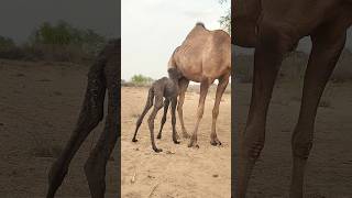 Camel shorts #shortvideos #animals #childbirth #shorts #wildlife @kingofdeserts #ytshorts #animals