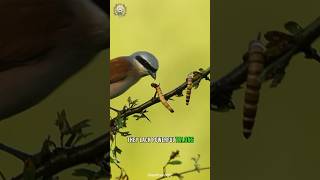 Deadliest Bird | Shrike The Butcher Bird