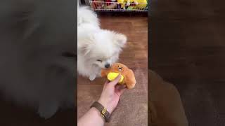 Plush Dog Chew Toys