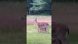 Deer sucking down some milk- catch the king of the woods- next week - see what i catch next!