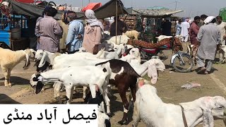 Faisalabad bakra mandi new updates beetal milking goats qurbani 2024 [haider tv vlog]