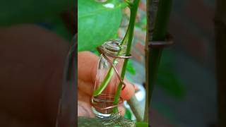 #lemongrafting #gardening #shortvideo #farming #viralvideo #grafting #naturefarm #propagation