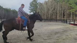 Percheron Gelding