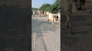 Thar cows group