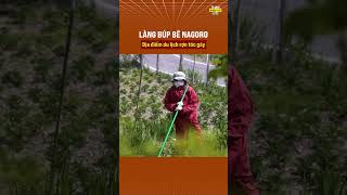 Làng búp bê Nagoro - Địa điểm du lịch rợn tóc gáy