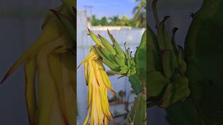 First Dragon Fruit flowers 2024 🤩 #dragonfruit #dragonfruitflower #shorts #viral #rooftopgarden