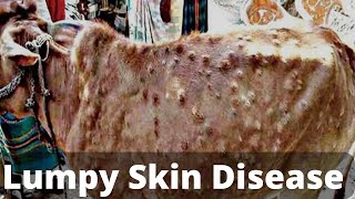 lumpy skin disease | lumpy skin disease treatment | lumpy skin disease in cattle.