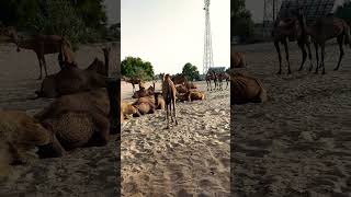 Camel sound |White Desert #trending  #shorts #short  #viralvideo