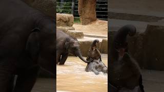 Time to let go! in the pool with baby elephants.